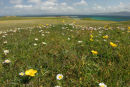 07-1845 Machair Grassland on the Isle of Iona